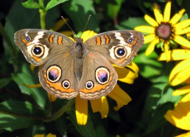 Common Buckeye