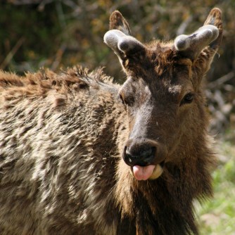 Rocky Mountain National Park: American Elk