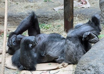 14700754129_3c427fdcd4_z