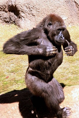 3291675134_076d820ddd_z