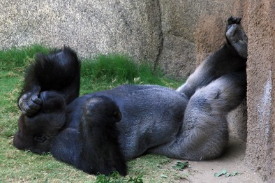 Ahhh ... The Sweet Life of a Gorilla